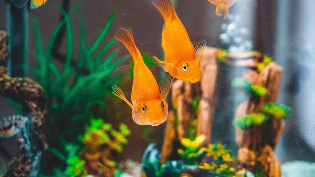 Две золотые рыбки в красивом аквариуме